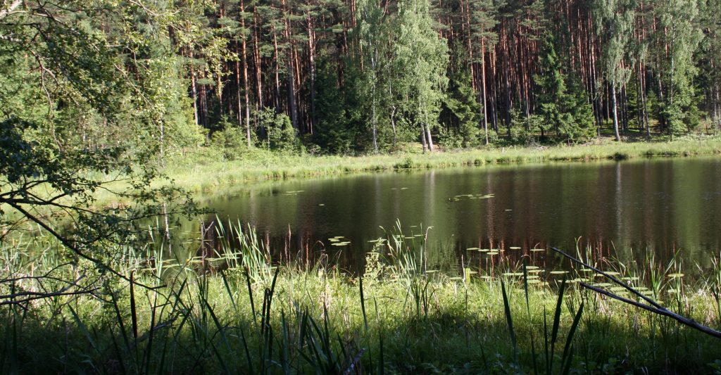 Тухольські бори — Вікіпедія